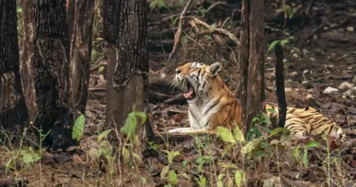 India mourns loss of &#39;Supermom&#39; tigress, bids emotional farewell | Wildlife News | Al Jazeera