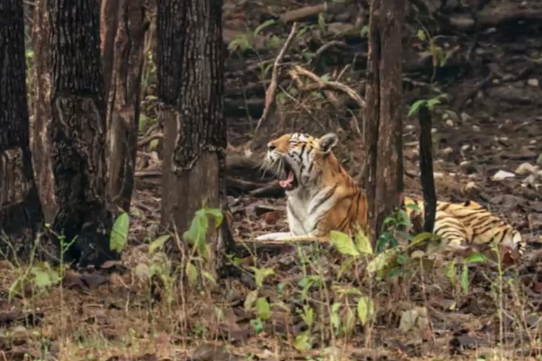 TIGRESS POPULARLY KNOWN AS 'COLLARWALI' (FEMALE TIGRESS WITH COLLAR) WHO DIED OF OLD AGE, YAWNING