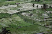 The freshly planted terraced paddy fields at Spring Vally, Sri Lanka [File: M A Pushpa Kumara/EPA]