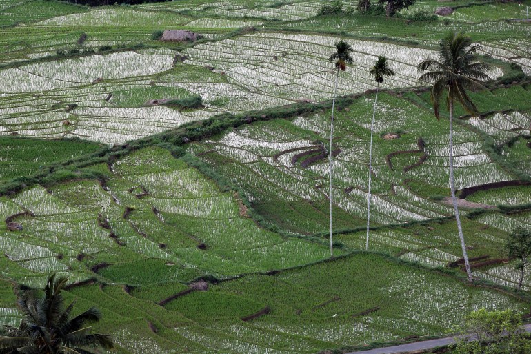 Terraced freshly planted paddy fields at Spring Vally, Sri Lanka