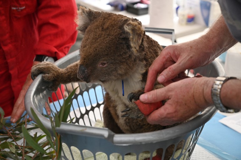 AnA koala burned in Australia's 2020 bushfires is seated in a plastic laundry basket to be treated by a vet
