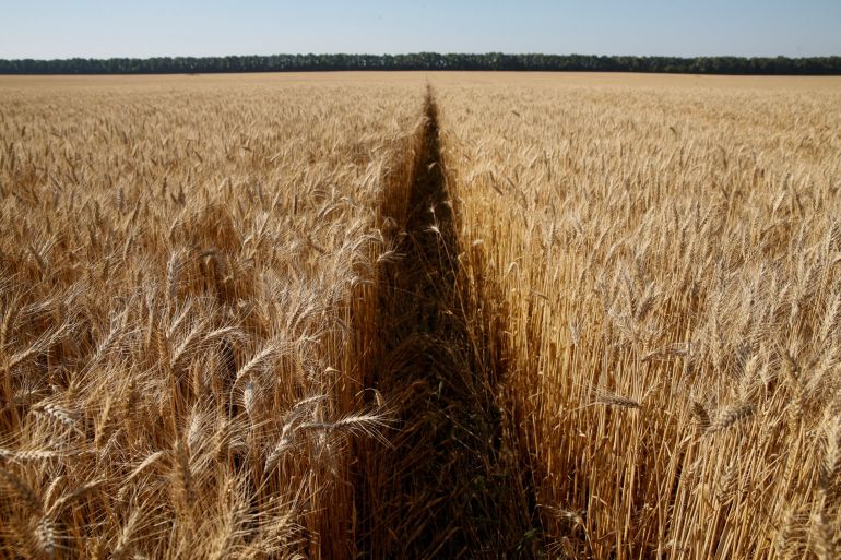 A wheat field is pictured near the village of Zhovtneve, in Ukraine