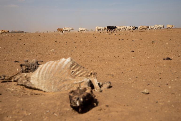 A carcass is seen as cattle affected by the effects of the drought situation walk in an open field in Adadle district