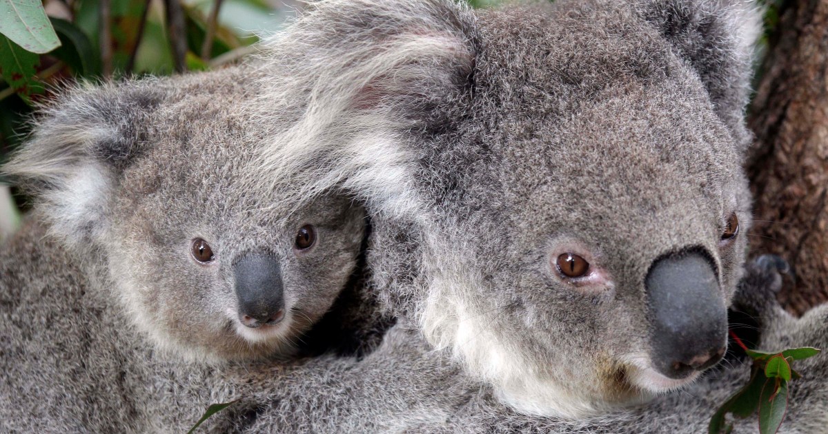 Australia designates koalas as endangered species – Al Jazeera English