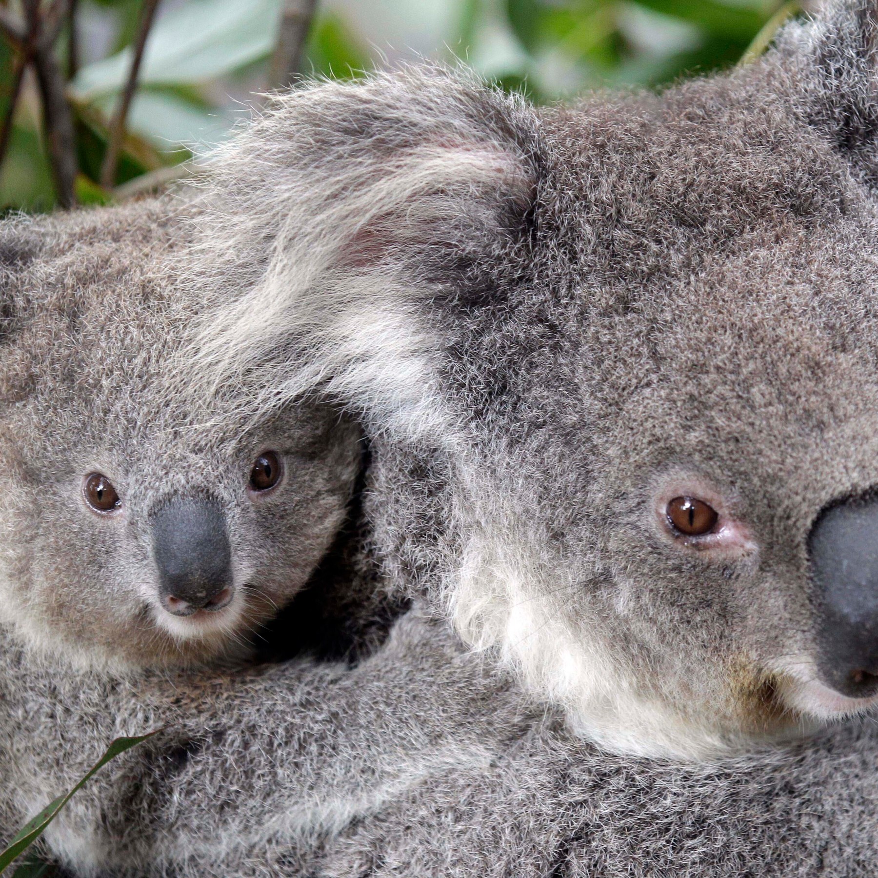 Australia designates koalas as endangered species | Wildlife News | Al  Jazeera