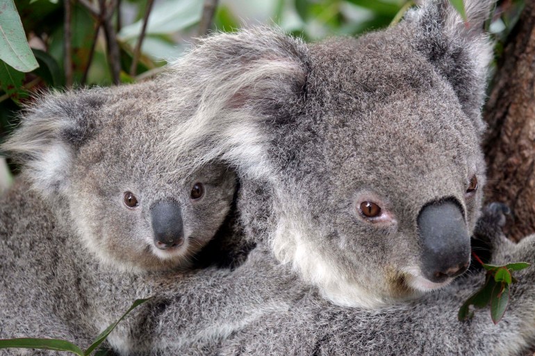 A female koala and her joey climb a tree