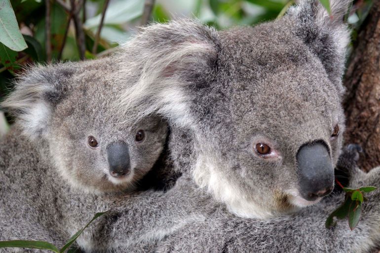 Australia designates koalas as endangered species | Wildlife News | Al  Jazeera