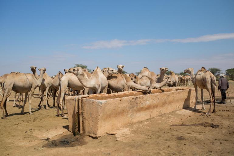 Camels at a drinking trough, Puntland, Somalia