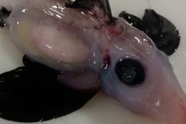The baby ghost with translucent skin, black fins and large black eyes
