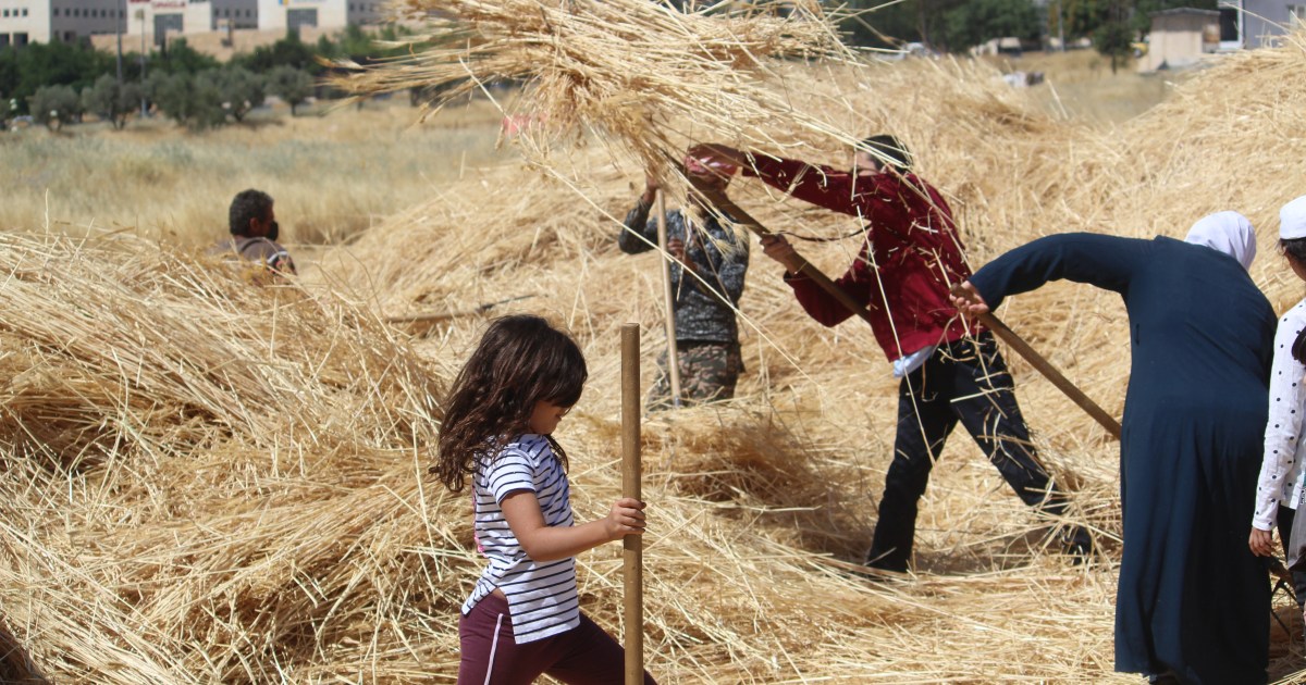 Wheat blessing: Jordan’s grassroot movement for food sovereignty | Food News