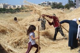 Jordanians involved in a farming collective harvest wheat grown in an urban area