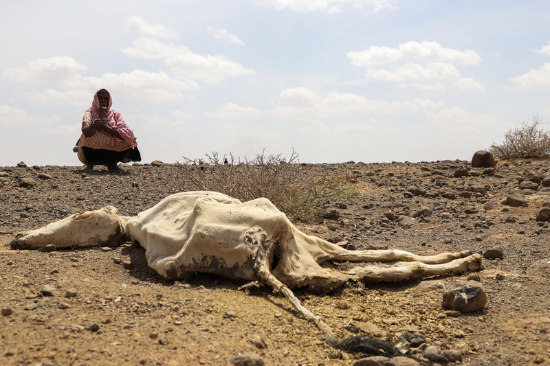 Gado morto pertencente à comunidade pastoril de Higlo Kebele na Etiópia