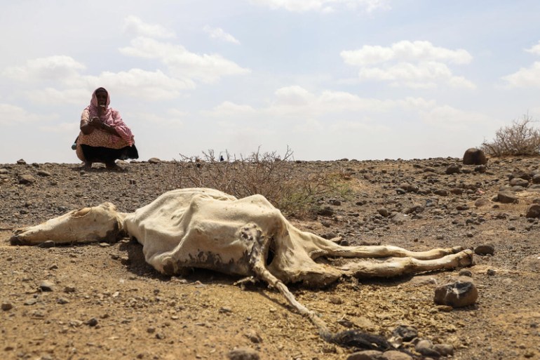 Dead livestock belonging to the pastoralist community of Higlo Kebele in Ethiopia