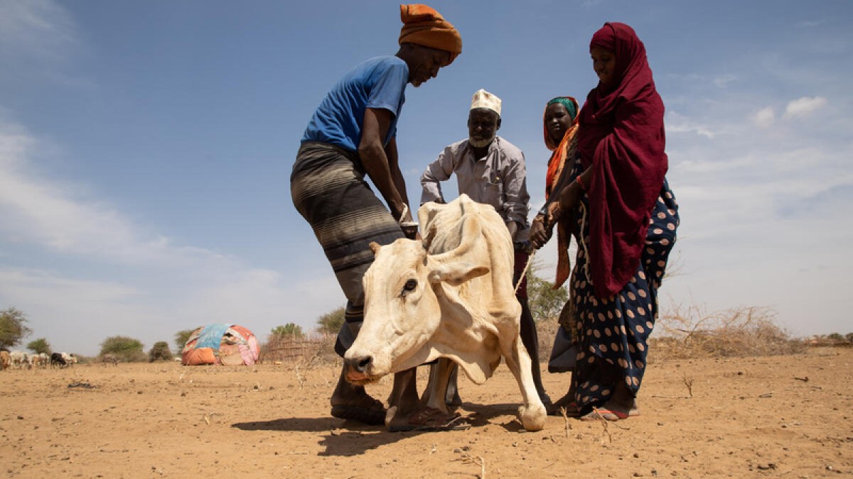 Di Ethiopia selatan, kekeringan membunuh ternak dan menyebabkan kelaparan  Berita Kekeringan