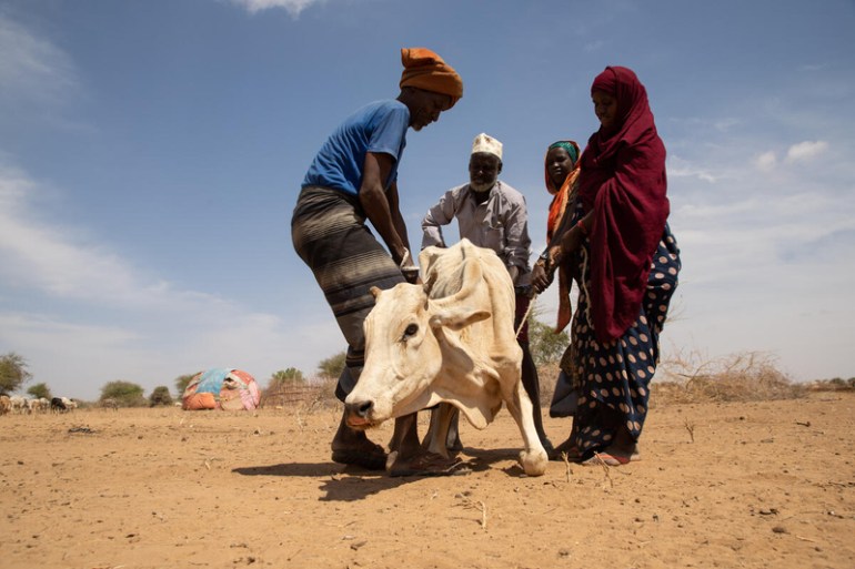 People trying to help a cow with a very poor body condition due to the drought situation in the Adadle district, Biyolow Kebele in the Somali region of Ethiopia.