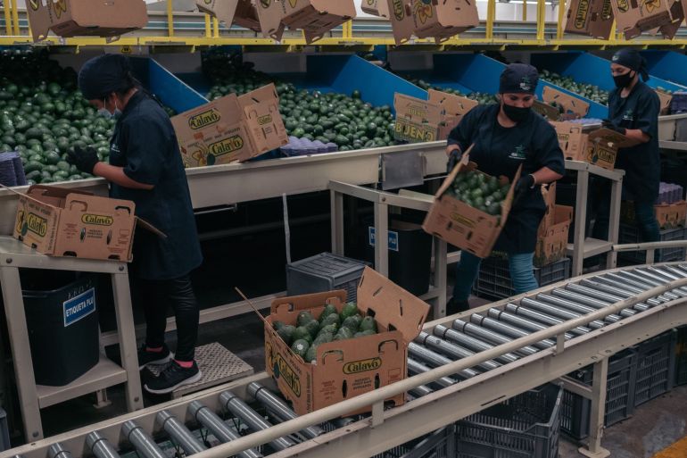 Workers sort avocados into boxes at the Grupo Aguacatero Mexicano (Gamex) packing facility in Periban, Michoacan state, Mexico