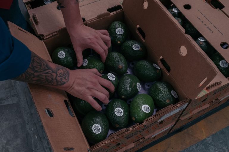 A worker places avocados into a box