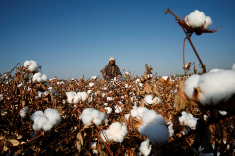 A farmer picks cotton on a farm on the outskirts of Hami, Xinjiang Uighur Autonomous Region