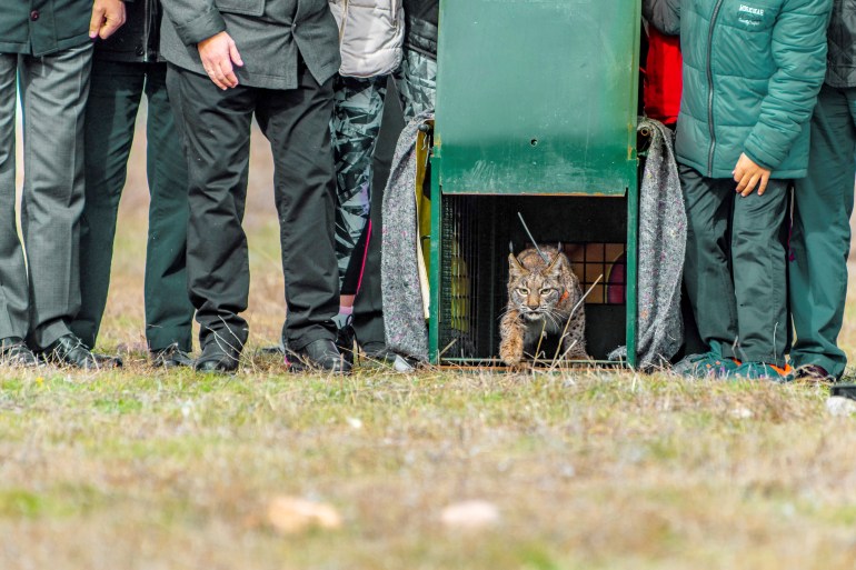 A Iberian lynx is released from a cage