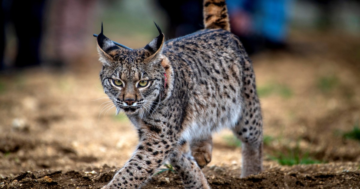 Breeding project boosts Iberian lynx numbers from 94 to 1,100, Environment