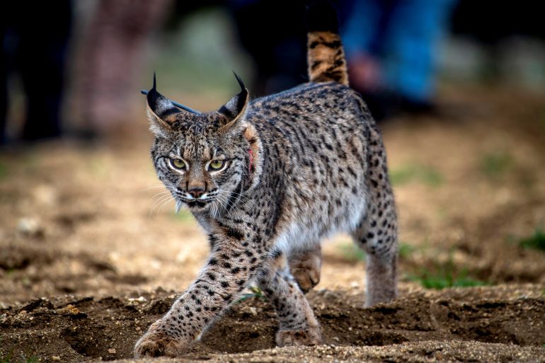 An Iberian lynx runs free after its release in the Mountains of Toledo, central Spain