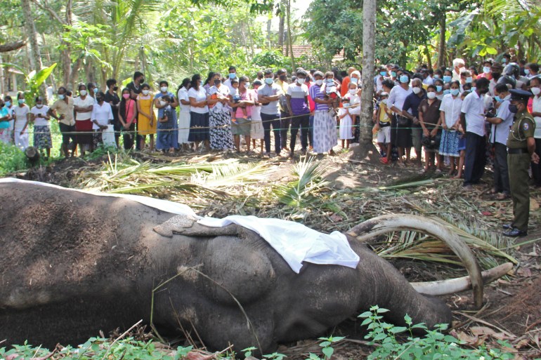 Mourners gather near the body of Sri Lanka's sacred tusker Nadugamuwa Raja