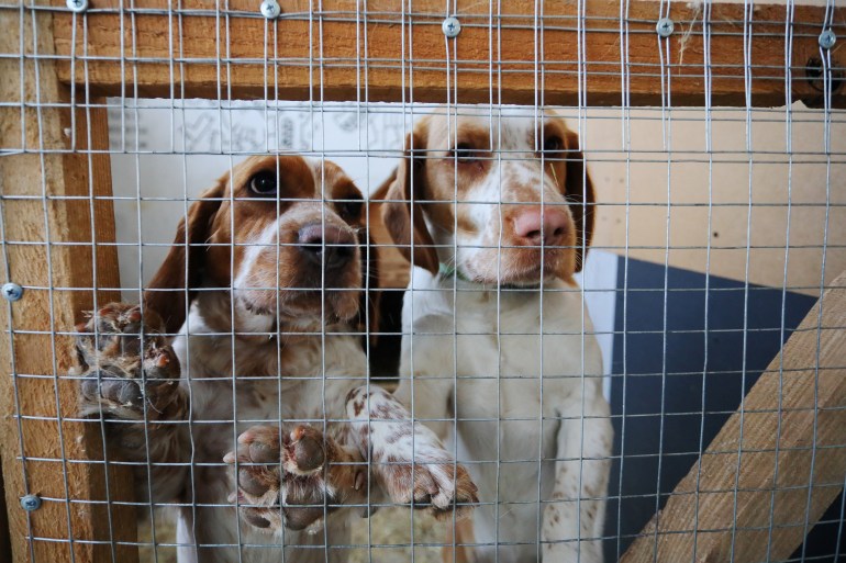 Dogs in an aviary in the "Home for Rescued Animals" shelter in the western Ukrainian city of Lviv