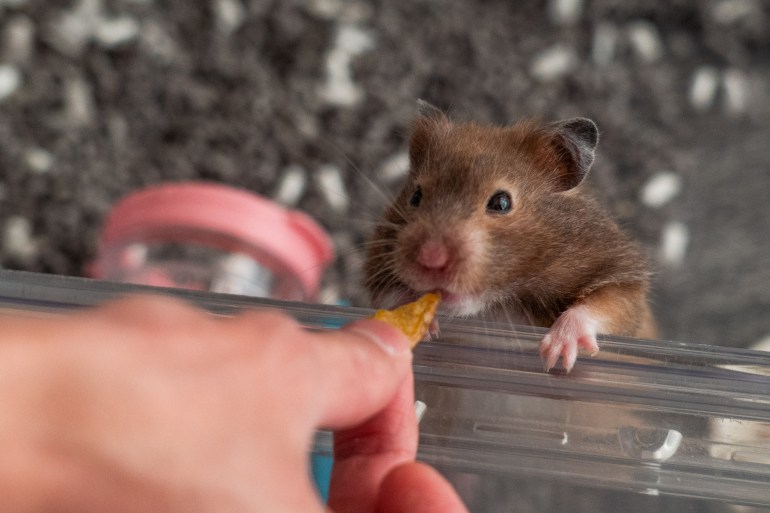 A hamster nibbles on a seed given by its owner