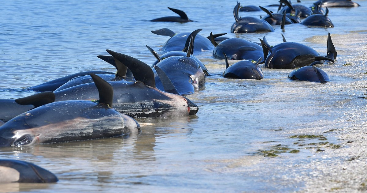 dozens-of-whales-die-in-new-zealand-stranding