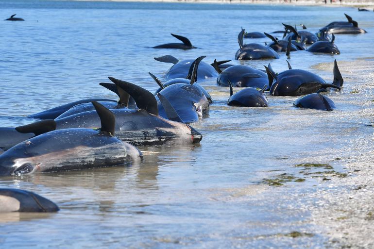 Pilot whales lie along the shoreline of Farewell Spit a notorious spot for strandings