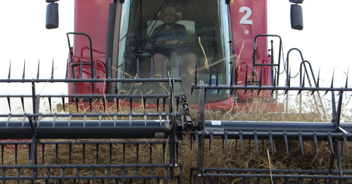 Guerra in Ucraina: con l’aumento dei prezzi del grano, gli agricoltori australiani aumentano |  Guerra di Russia e Ucraina