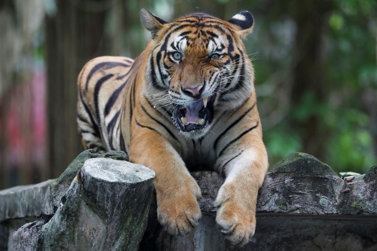 Malayan tiger named Wira reacts during it's 2nd birthday celebration at National Zoo in Kuala Lumpur, Malaysia May 1, 2021.