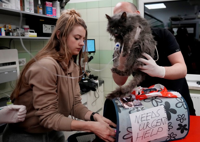 Médicos y voluntarios cuidan a decenas de perros y gatos que llegan de Ucrania durante la noche en Przemysl, Polonia.