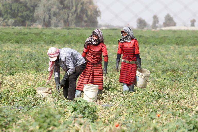 Syrian workers living in Jordan work on a tomato farm in Shouneh, Jordan