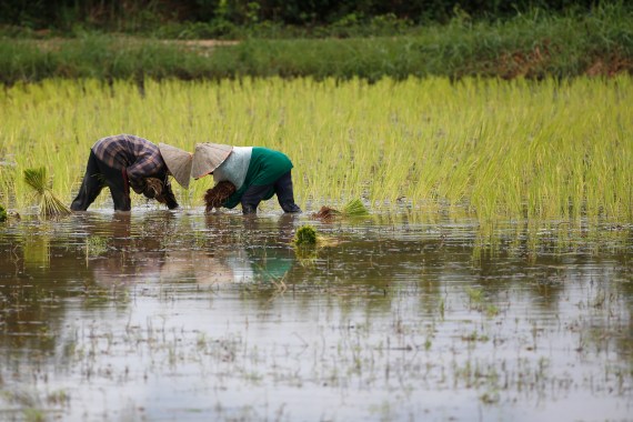 Two famers planting crops in a paddy field in Laos