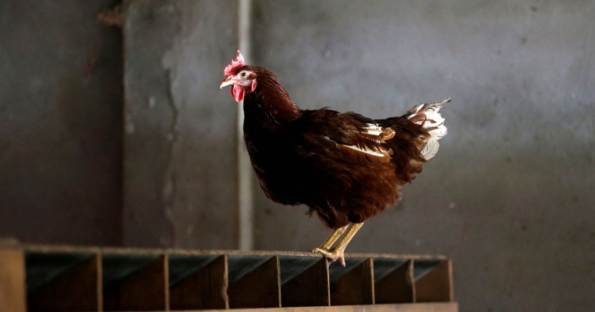 Iowa, kuş gribi nedeniyle 1,5 milyon tavuk ve hindiyi öldürdü |  İşletme ve Ekonomi Haberleri