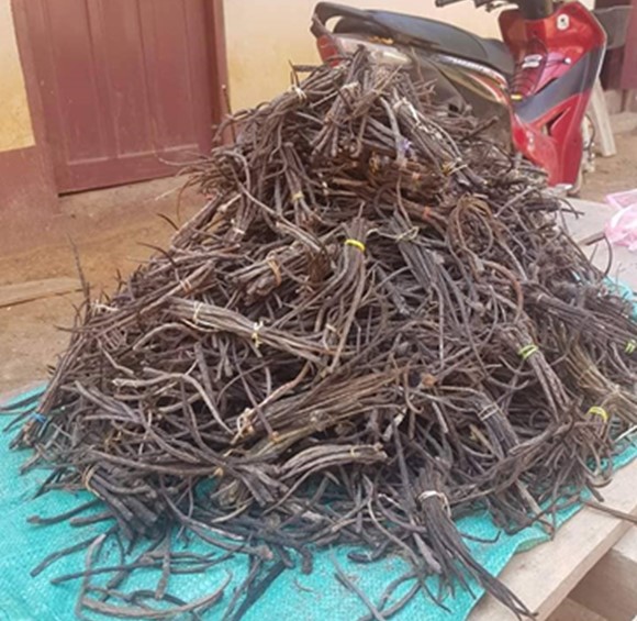 A pile of rat tails brought by villagers to show the number of rats killed