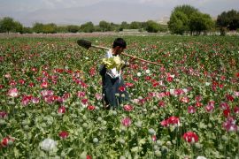 An Afghan man works on a poppy field in Jalalabad province