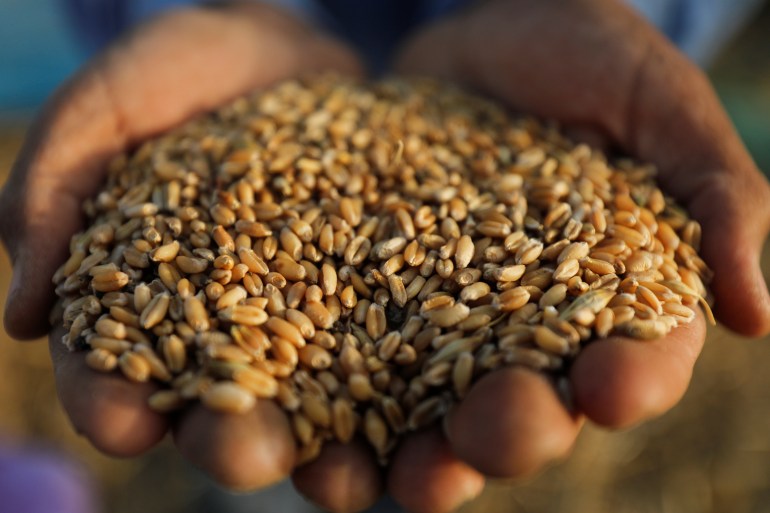 A farmer shows wheat grains