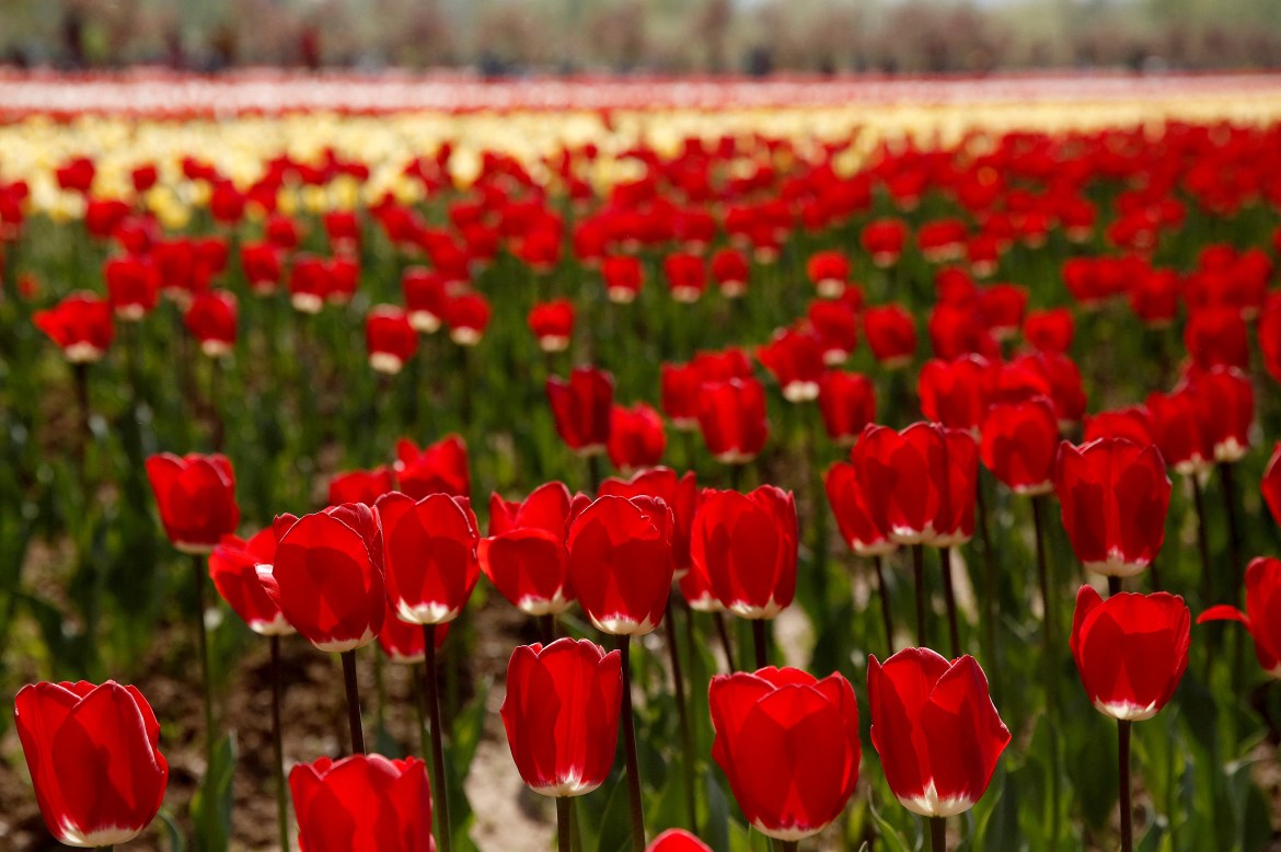 Tulips bloom inside Kashmir's tulip garden