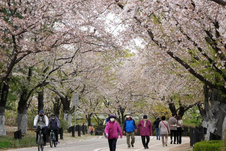 South Koreans walk beneath cherry blossoms in Goyang, South Korea.