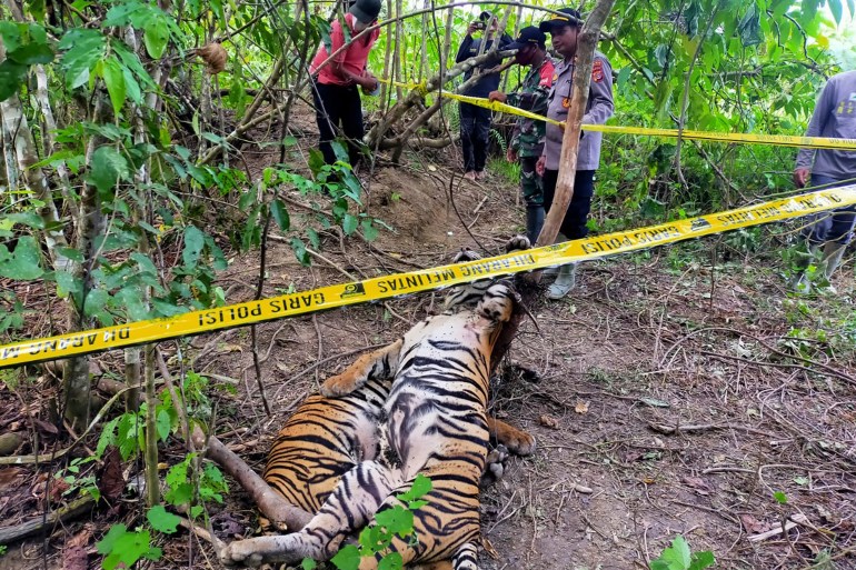 Two tigers, one a cub, lie on the ground in a forest in Aceh after being caught in a trap that was meant for wild boar. The scene is marked with yellow police tape.
