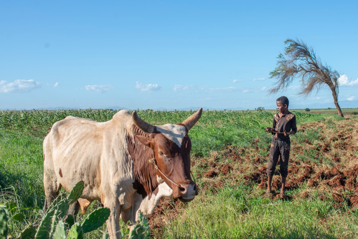 14-year-old Manampe watches over his uncle’s Zebu in Androy Province, Madagascar. He said his family moved to the town of Amboasary to beg for food during the worst of the crisis last year. [Joseph Stepansky/Al Jazeera]