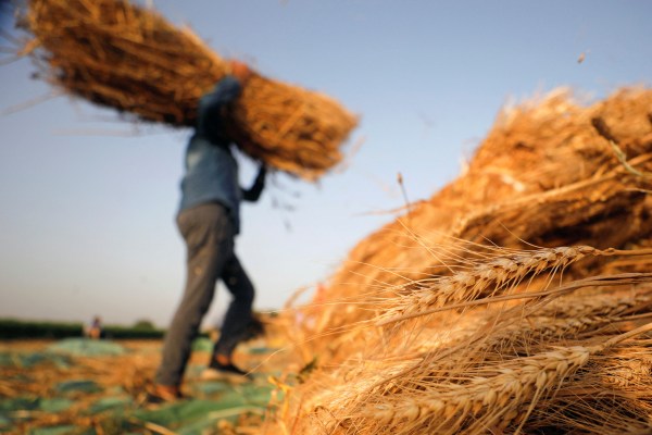Египет, разчитащ на вноса, купува повече руска пшеница