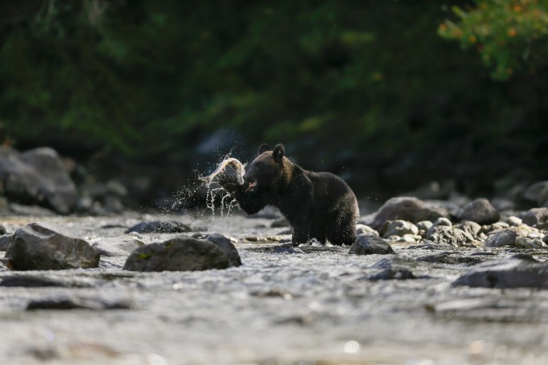  A brown bear catches a salmon running on a river in Shiretoko