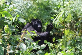 Gorilla trapped in a snare in Bwindi forest, Uganda.