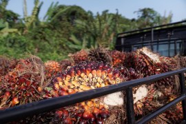 Bunches of harvested palm oil fruit in the Penajam area of East Kalimantan, Borneo, Indonesia