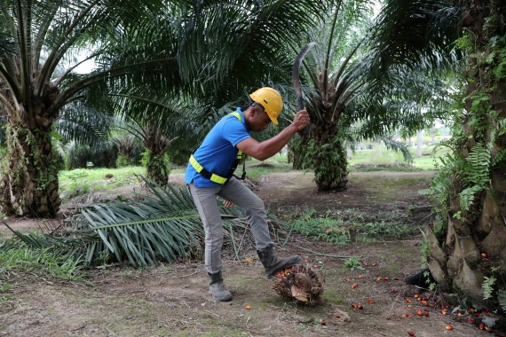 Palm oil worker in Malaysia.