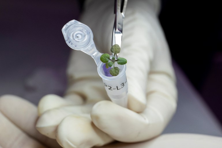 A plant grown in lunar soil is seen being placed in a vial at the University of Florida
