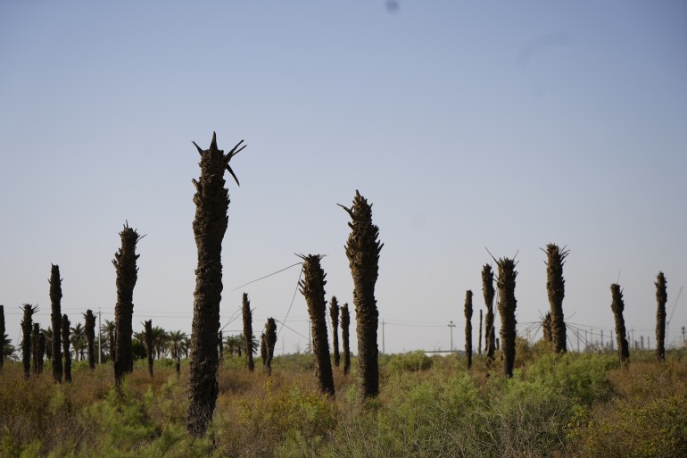Dead palm trees inside Fouad Kadhim orchard in Seeba district, Basra, Iraq.